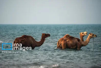 حمام شتر