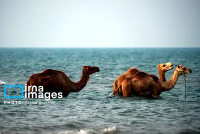حمام شتر