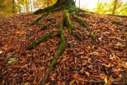 تصاویر پائیز بهشتی در نزدیکی تهران؛مرداب دیوک