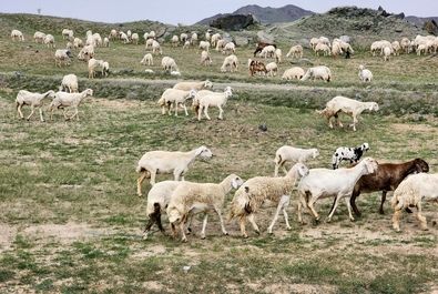 سبز شدن عربستان