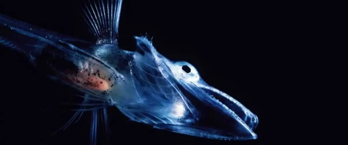 چرا خون برخی ماهی‌ها بی‌رنگ است؟