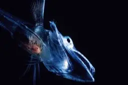 چرا خون برخی ماهی‌ها بی‌رنگ است؟