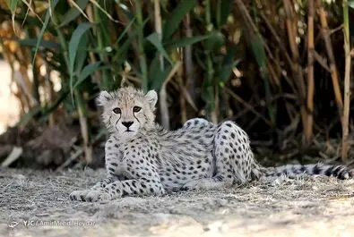 پیروز