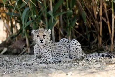 پیروز
