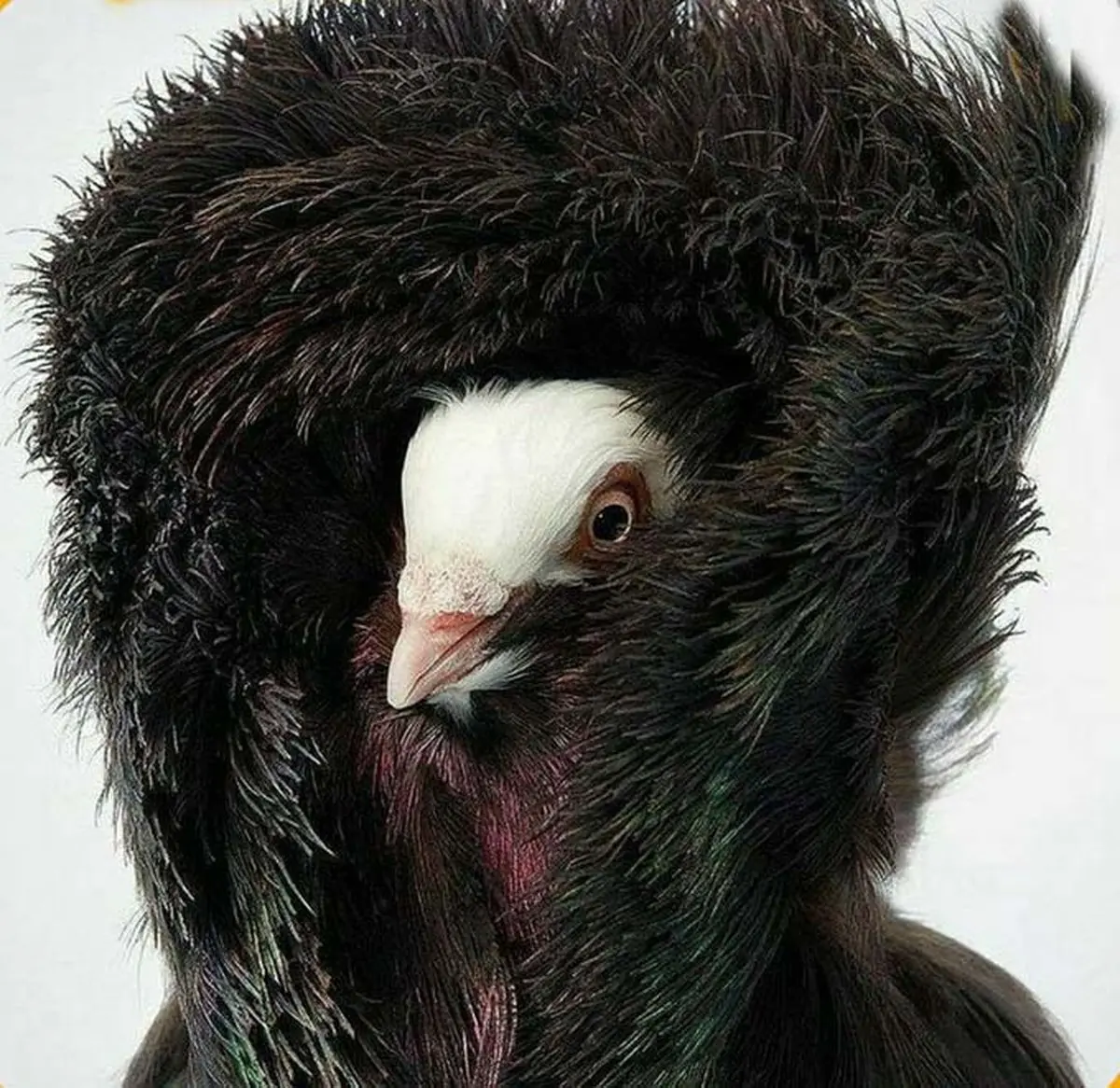 عکس نایاب از پرنده پالتو پوش