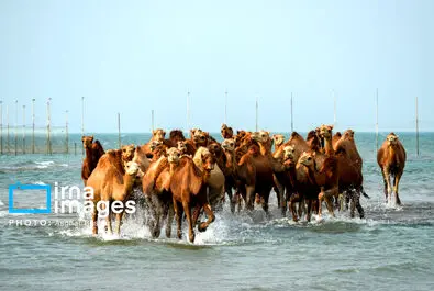 حمام شتر