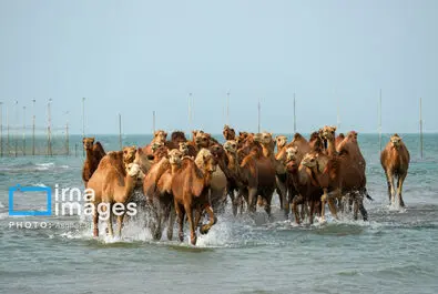 حمام شتر