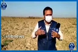 تصاویری دردناک از هورالعظیم