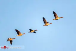 تصاویر | قتل عام تلخ پرندگان مهاجر در آشوراده