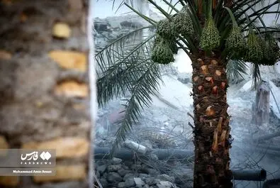 متروپل
