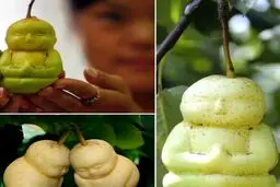 تصاویر تولید عجیب ترین گلابی دنیا به شکل مجسمه بودا