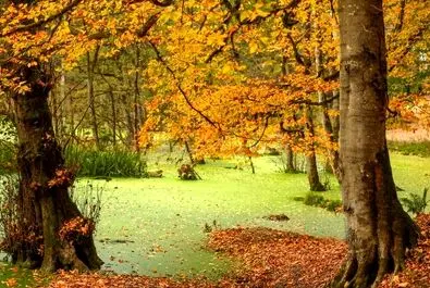 پائیز بهشتی