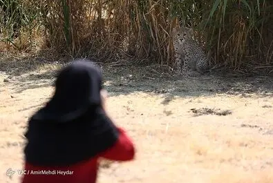 پیروز