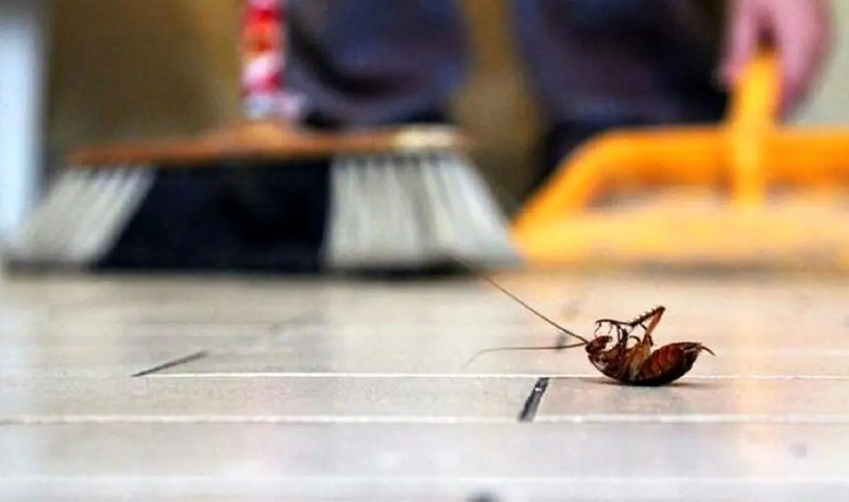 چند روش ساده برای خلاص شدن از شر سوسک در خانه 