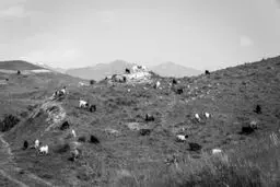 رازهای یک قبرستان ارامنه با صلیب‌های زنگ زده در تهران+تصاویر