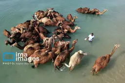 تصاویر حمام شترها در خلیج فارس|جزیره قشم