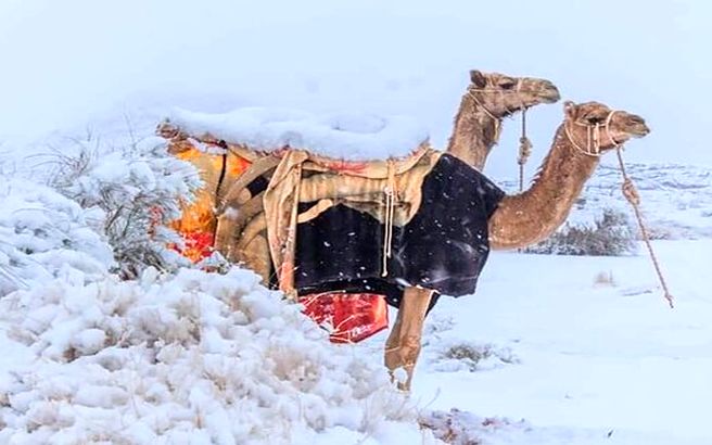 ببینید | بارش عجیب و شدید برف در بیابان‌های عربستان