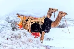 ببینید | بارش عجیب و شدید برف در بیابان‌های عربستان