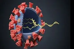 کشف ترکیبی که از ورود ویروس کرونا به ریه جلوگیری می‌کند!