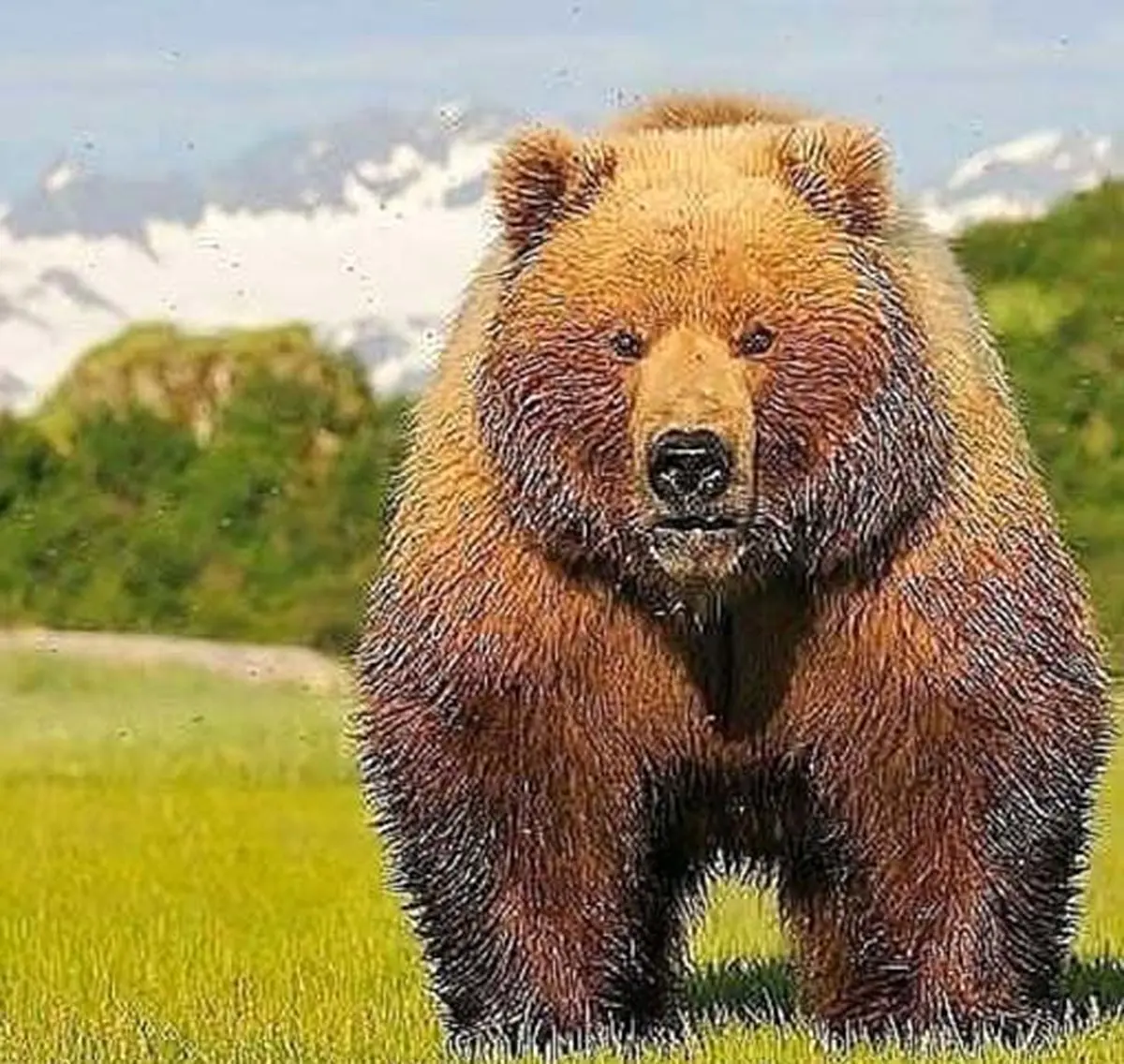 عکس:خرس کودیاک هم اندازه و قدرت تانک
 