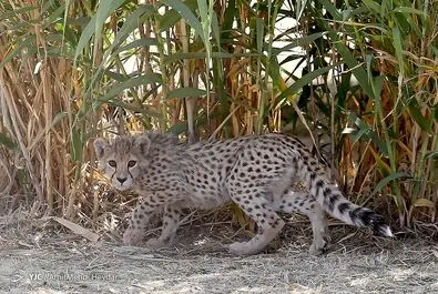 پیروز