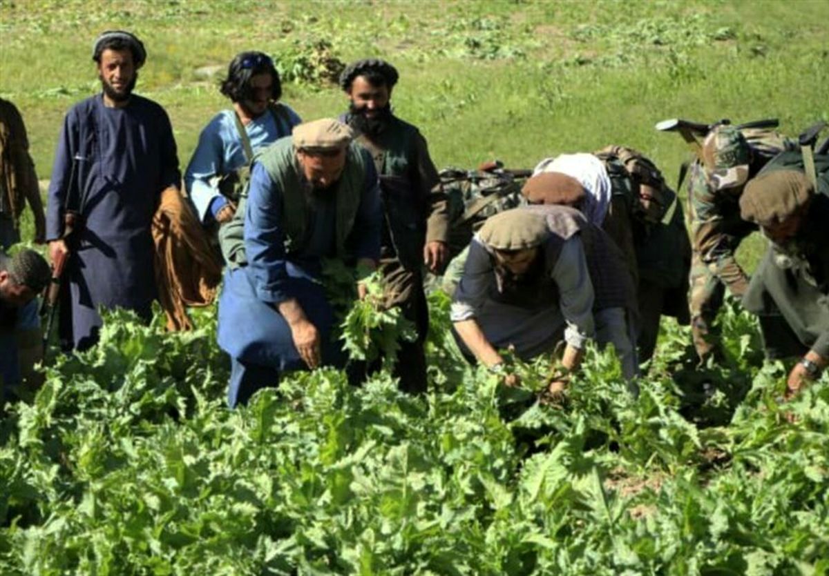 ازسرگیری تخریب گسترده مزارع خشخاش در بدخشان