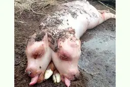 تولد عجیب ترین گوساله که شبیه به خوک است! / عکس

