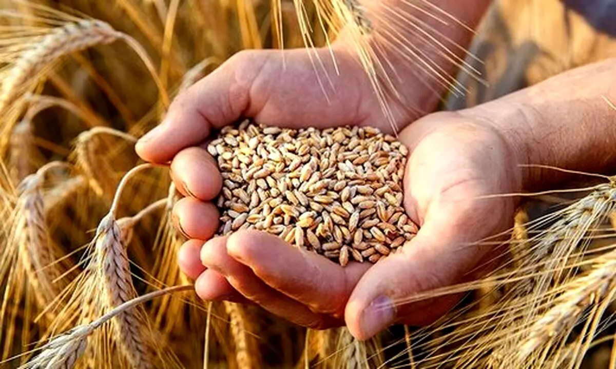 آیا جنگ گندم در راه است؟