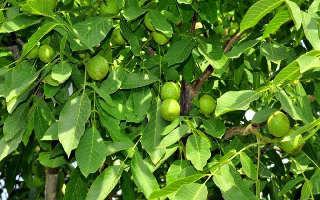 جامع ترین راهنمای خرید نهال گردو پربار در بهمن 1400