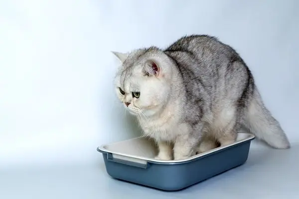 بهترین نژاد های گربه برای نگهداری در خانه + معرفی 7 نژاد خانگی