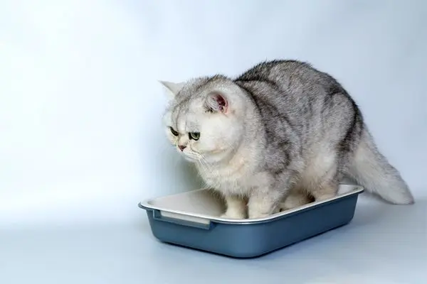 بهترین نژاد های گربه برای نگهداری در خانه + معرفی 7 نژاد خانگی