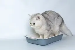بهترین نژاد های گربه برای نگهداری در خانه + معرفی 7 نژاد خانگی