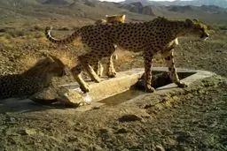 تلف شدن پلنگ نابالغ در کرمانشاه

