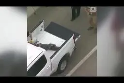 فیلم دیدنی شکار کروکدیل وسط شهر