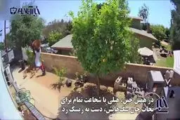 حمله شجاعانه دختر جوان به خرس قهوه ایی برای نجات سگ ها