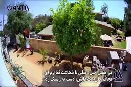 حمله شجاعانه دختر جوان به خرس قهوه ایی برای نجات سگ ها