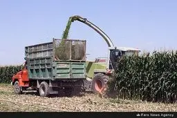تصاویری از برداشت ذرت از مزارع
