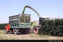 تصاویری از برداشت ذرت از مزارع