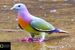 کبوتر سبز گردن صورتی/ عکس