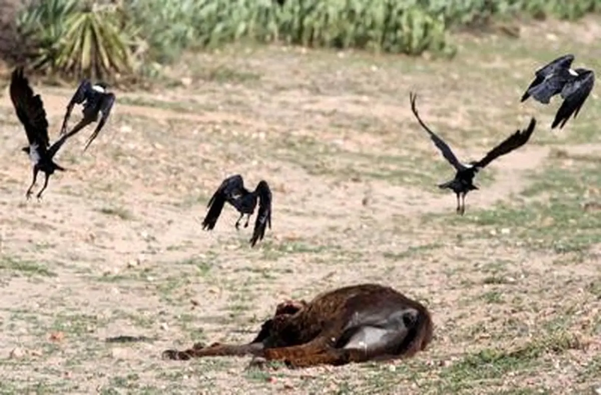 قحطی و خشکسالی در آفریقا/ تصاویر