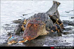 عکس/ شوخی خرچنگ با تمساح درنده‎