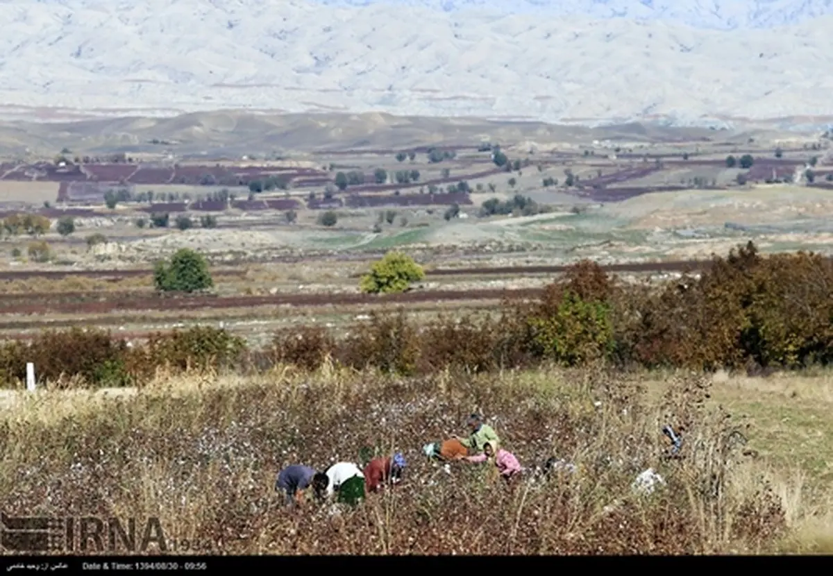 تصاویری زیبا از برداشت پنبه