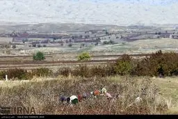 تصاویری زیبا از برداشت پنبه