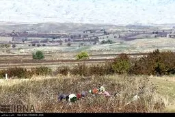 تصاویری زیبا از برداشت پنبه