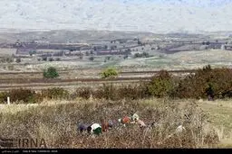 تصاویری زیبا از برداشت پنبه