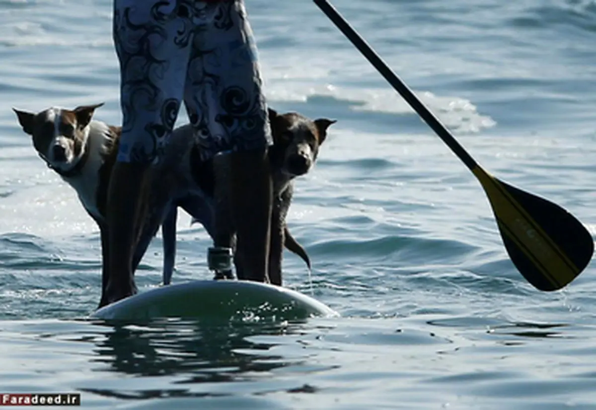 سگ‌های موج سوار را ببینید/ تصاویر