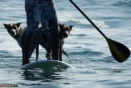 سگ‌های موج سوار را ببینید/ تصاویر