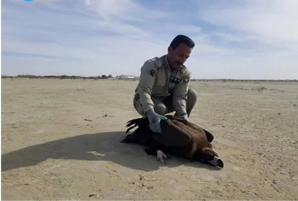 نجات کرکس سیاه / عکس