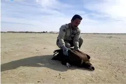 نجات کرکس سیاه / عکس
