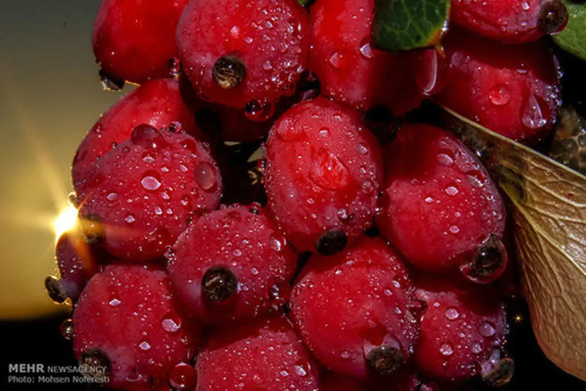 برداشت زرشک در خراسان جنوبی/تصاویر